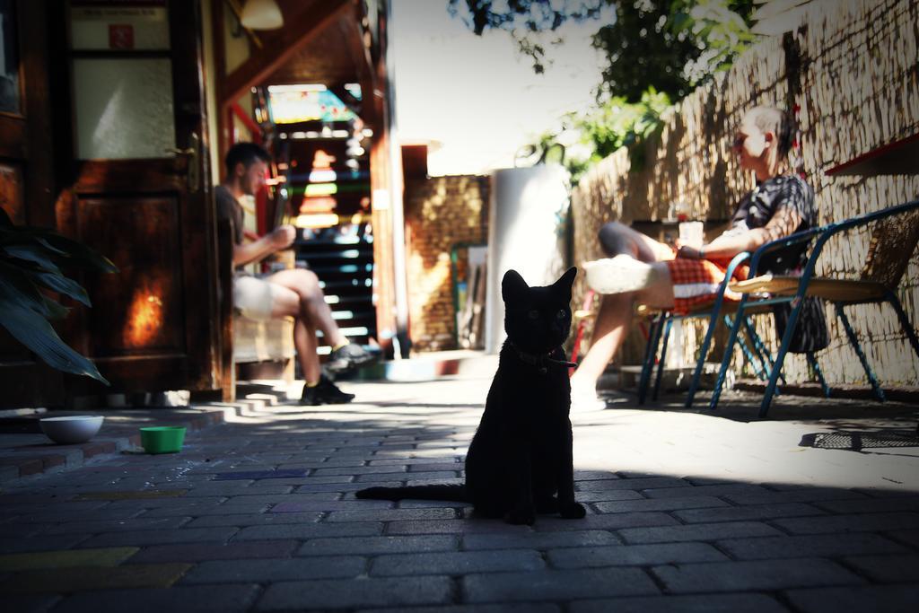 Zen Hostel كلوج-نابوكا المظهر الخارجي الصورة